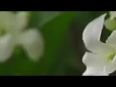 Un singolo ramo di profumo di mille miglia riempie la montagna di profumo di fiori artificiali