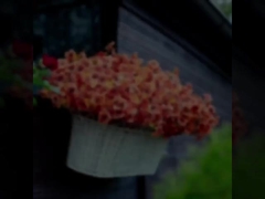 Decorazioni per feste all'aperto, piante autunnali, foglie artificiali di eucalipto, violette di eucalipto, margherite