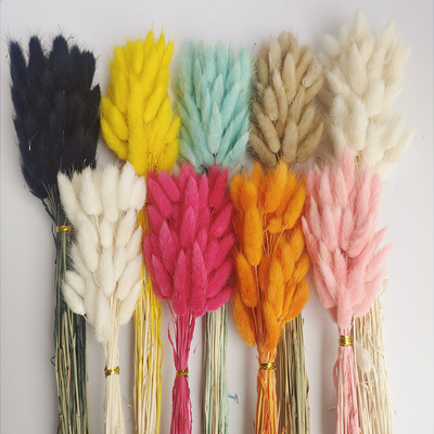 Un buon prezzo. Coda di coniglio Erba vera Fiore Bouquet di fiori essiccati Amazzonia Via di confine Vendita calda Colorante Fiore immortale in linea