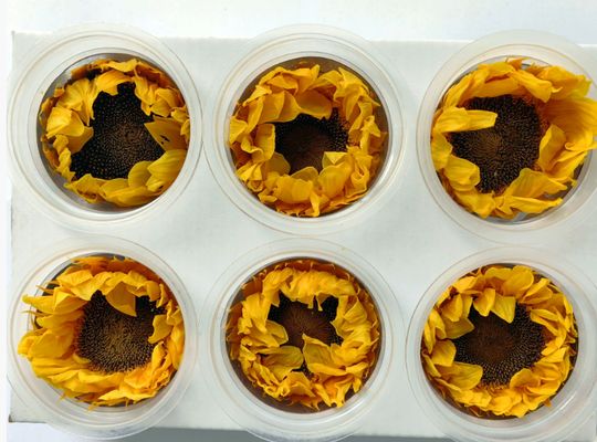 Un buon prezzo. Fiore preservato Girasole romantico regalo di San Valentino materiale bouquet fatto a mano in linea